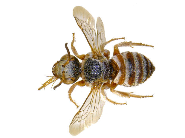 Aethammobates prionogaster male